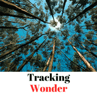 Tracking-Wonder